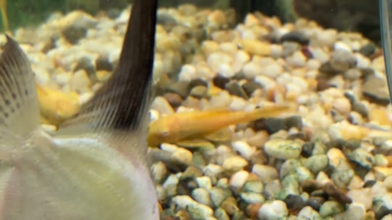Albino Pleco - Algae Eaters !! 