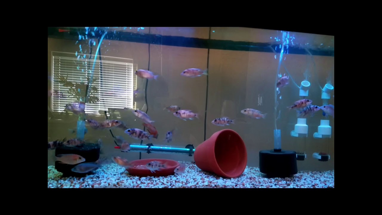 Hybrids African Cichlid at Orange blotch Cichlid