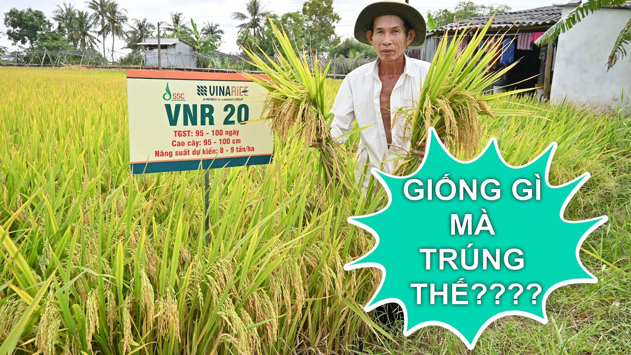 VNR 20   GIỐNG LÚA TRIỂN VỌNG VỤ ĐÔNG XUÂN