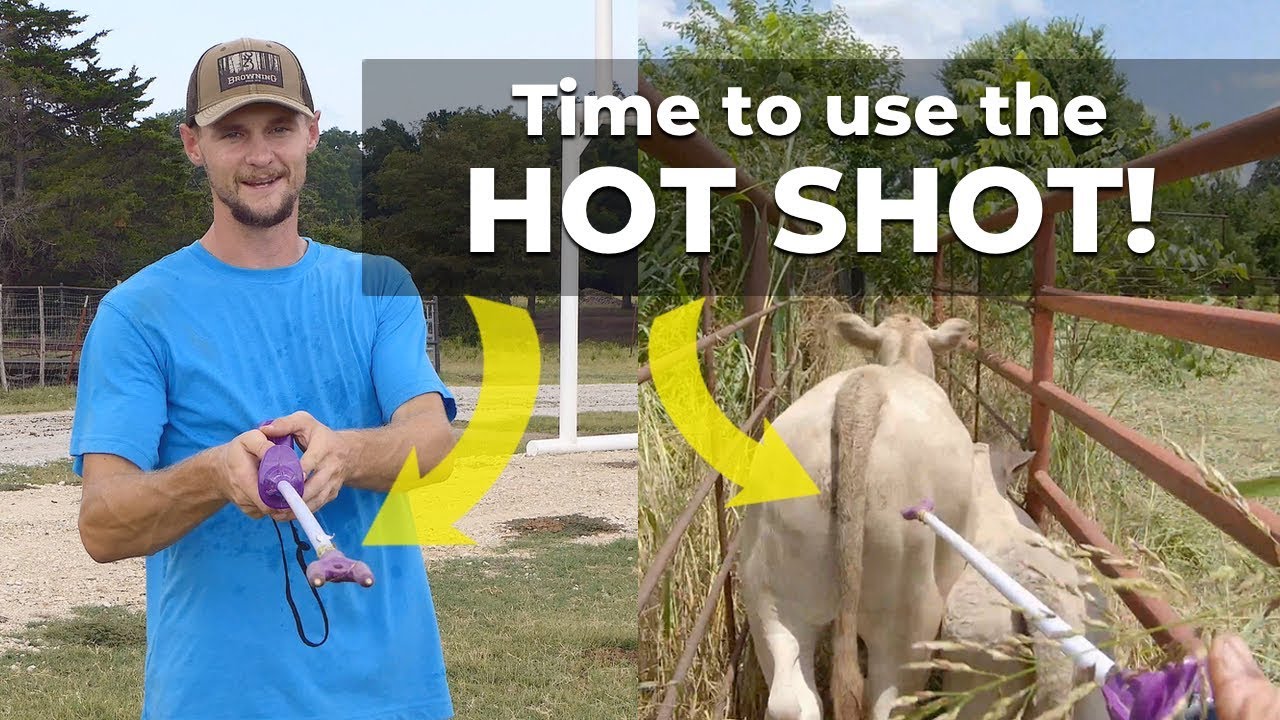 Hot Shot & Calf Working - Part 2