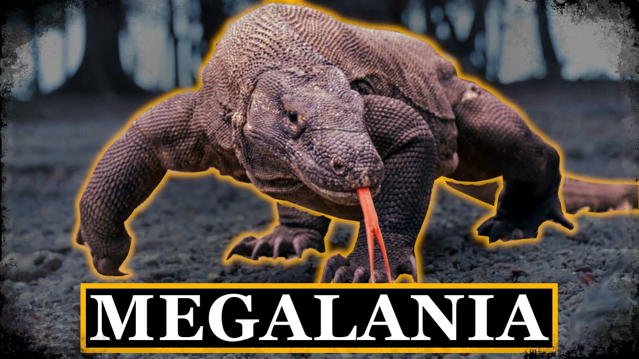 Gdy WIELKA JASZCZURKA władała Australią - MEGALANIA