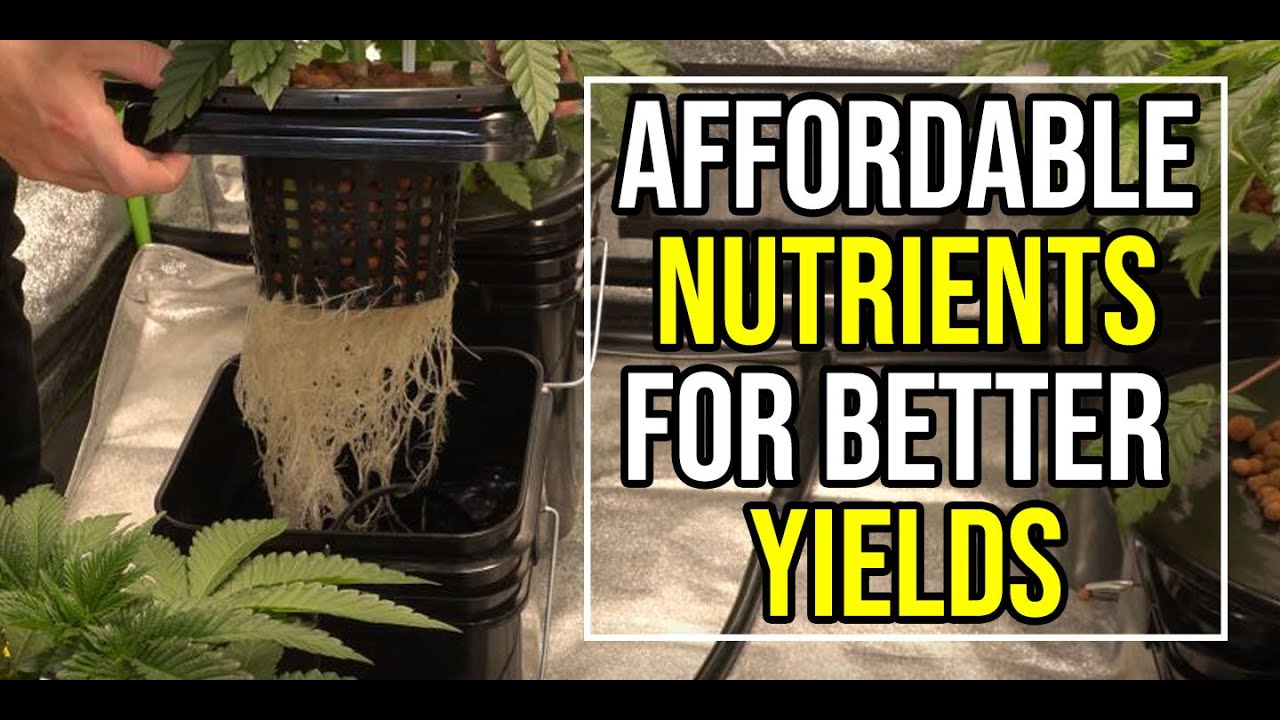 How i Feed My Cannabis Plants for Monster Yields - Floraflex Nutrients - How to Grow Weed From Home