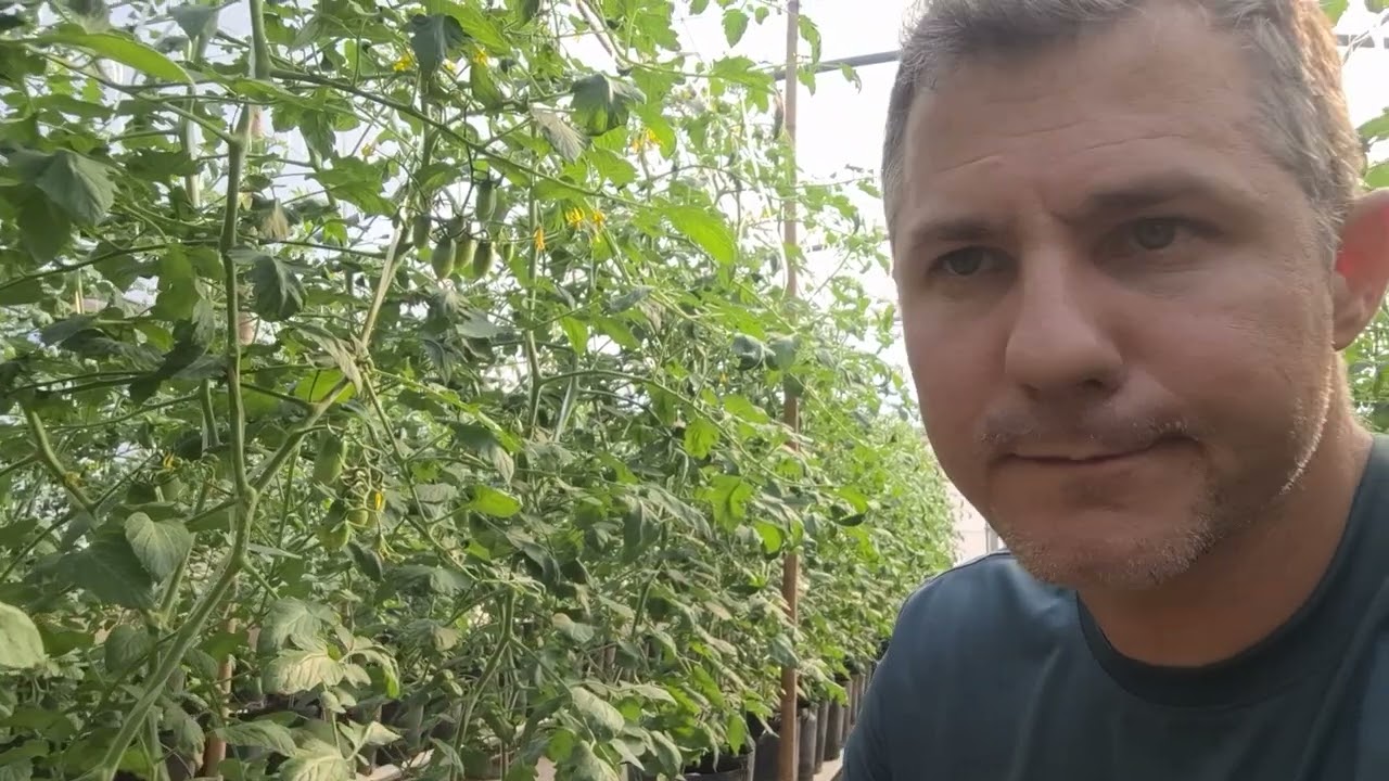 CULTIVO 2025 - 30 dias após transplantio (tomate grape e italiano)