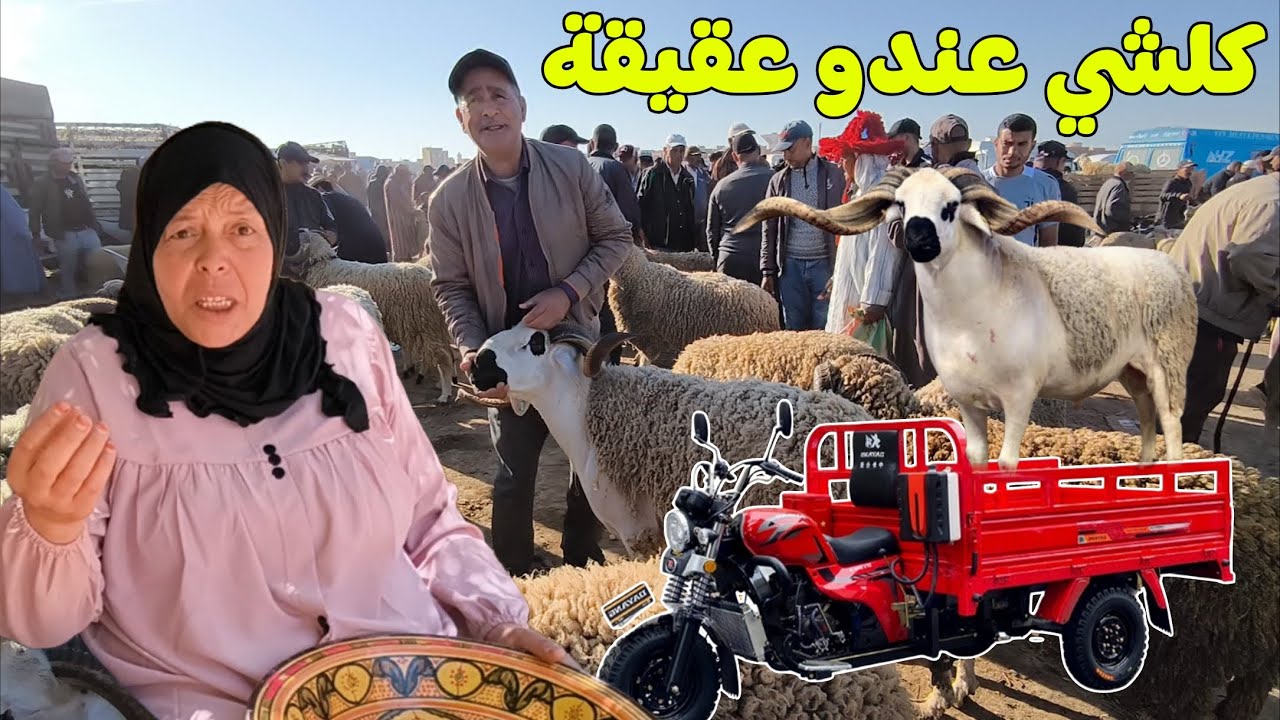 سوق أربعاء سيدي سليمان إقبال على شراء الأضاحي للعقيقة والمناسبات مع اقتراب عيد الأضحى المبارك