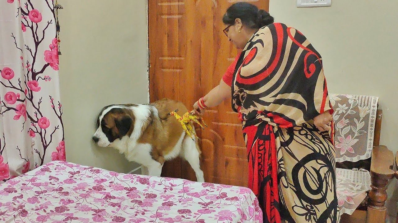 Is my Giant dog afraid of lil toy? | Tyzuu darr gya ya ladayi ki? 😳
