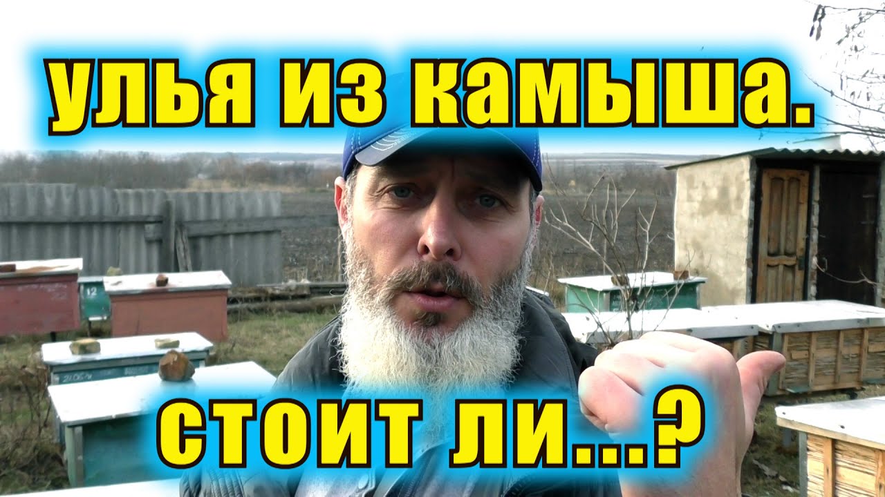 УЛЕЙ КАМЫША. КРАТКИЙ ОБЗОР. СТОИТ ЛИ...?