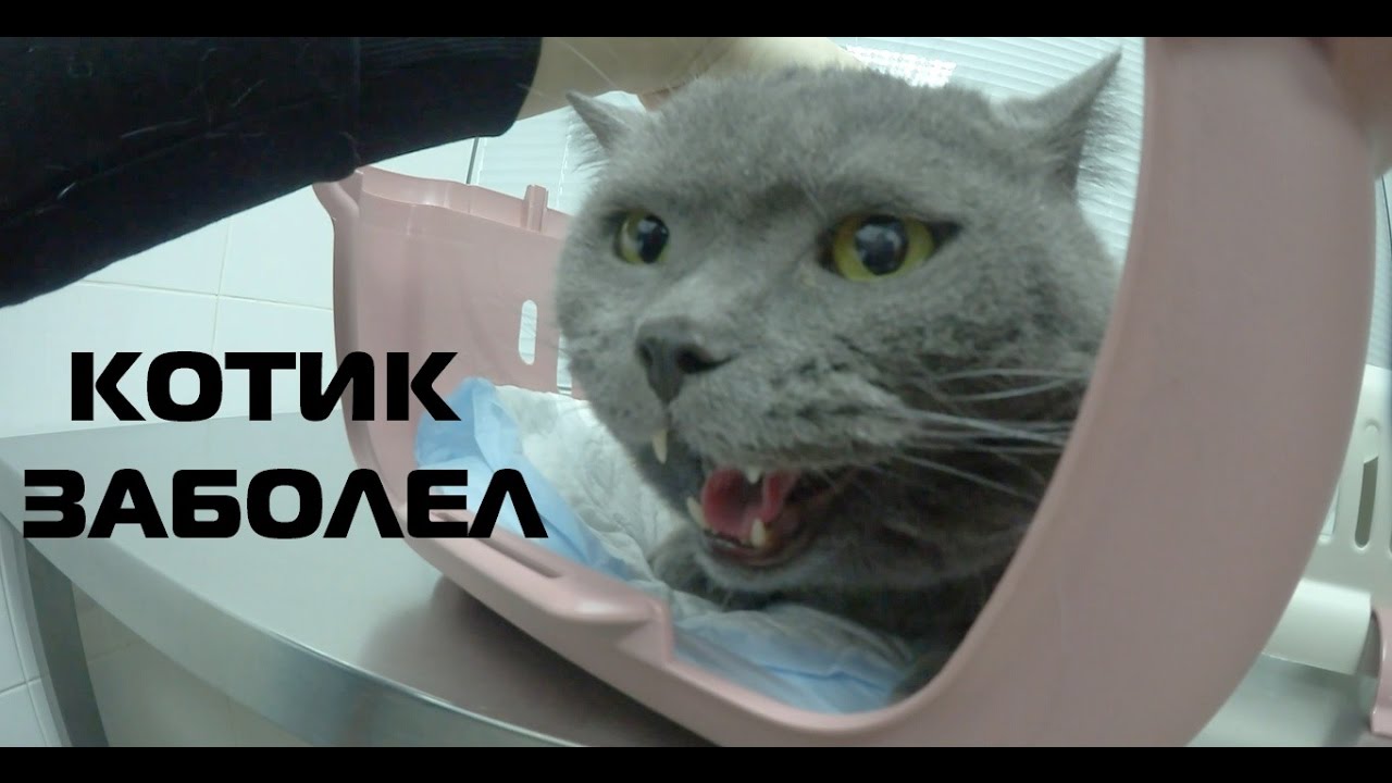 КОТ ЗАБОЛЕЛ | ЩЕНОК ИГРАЕТ В ХОККЕЙ | ШИНШИЛЛА НЕРВНИЧАЕТ