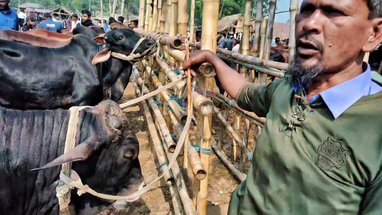 সেরা মানের  শাইওয়াল ষাঁড় দামদর আমবাড়ি হাট দিনাজপুর 