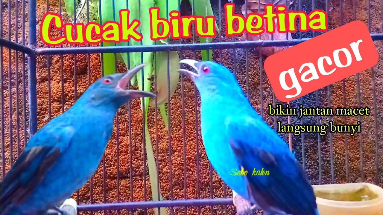 pancingan agar cucak biru bahan ombyokan cepat bunyi gacor