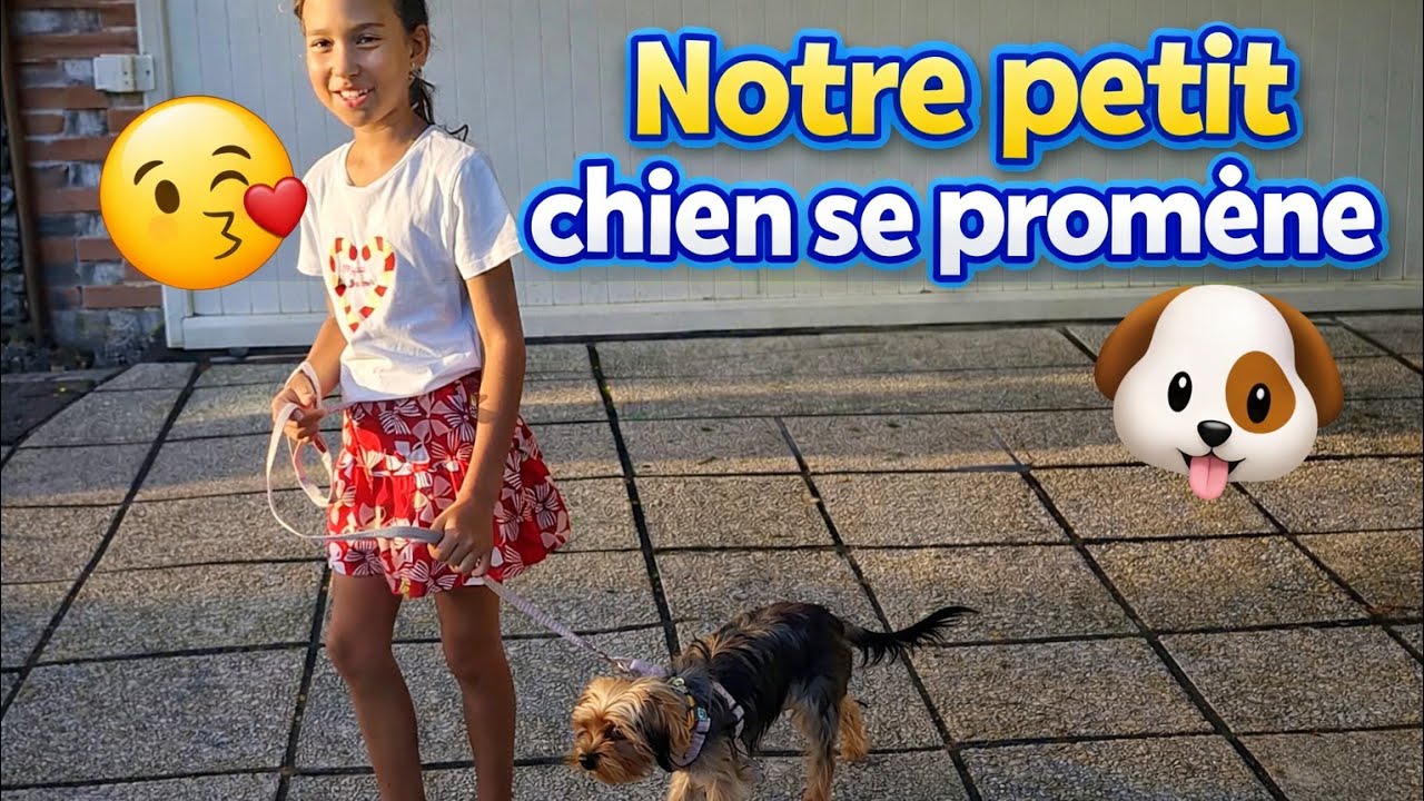 Balade du soir avec Cerise#974 #fun #cute #animals #shortvideo #shorts