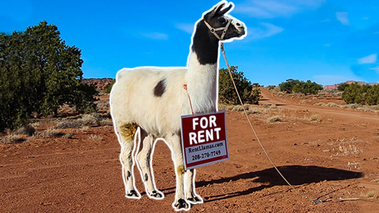 How To RENT A LLAMA!