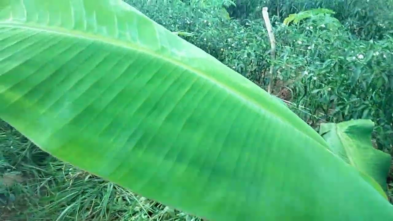BUDIDAYA PISANG TUMPANGSARI PEPAYA DAN CABE KRITING