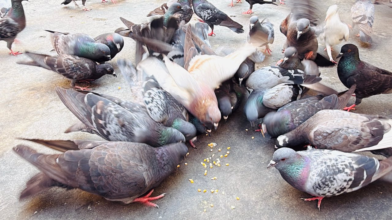 Many pigeons came down from the roof of the house to peck at the food.