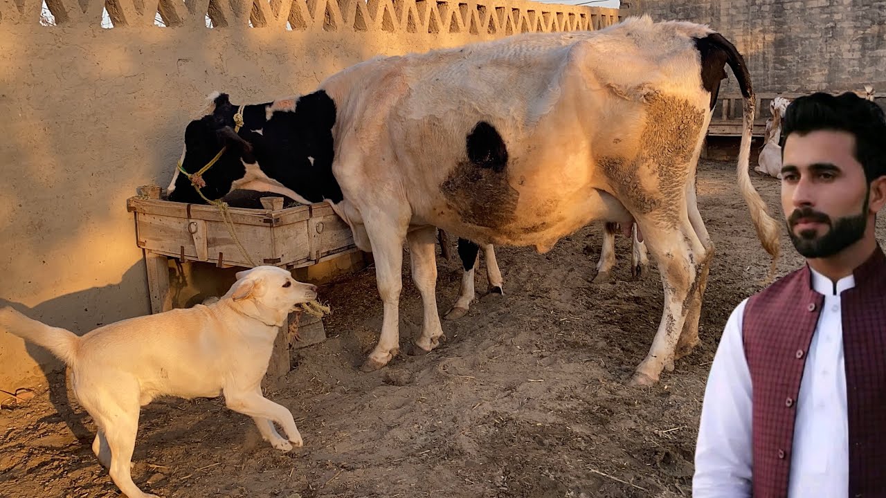 Tommy Cow ko Ly k a Raha 🐄 Labrador Training with Cow 🐕 Pets Lover in Punjab 