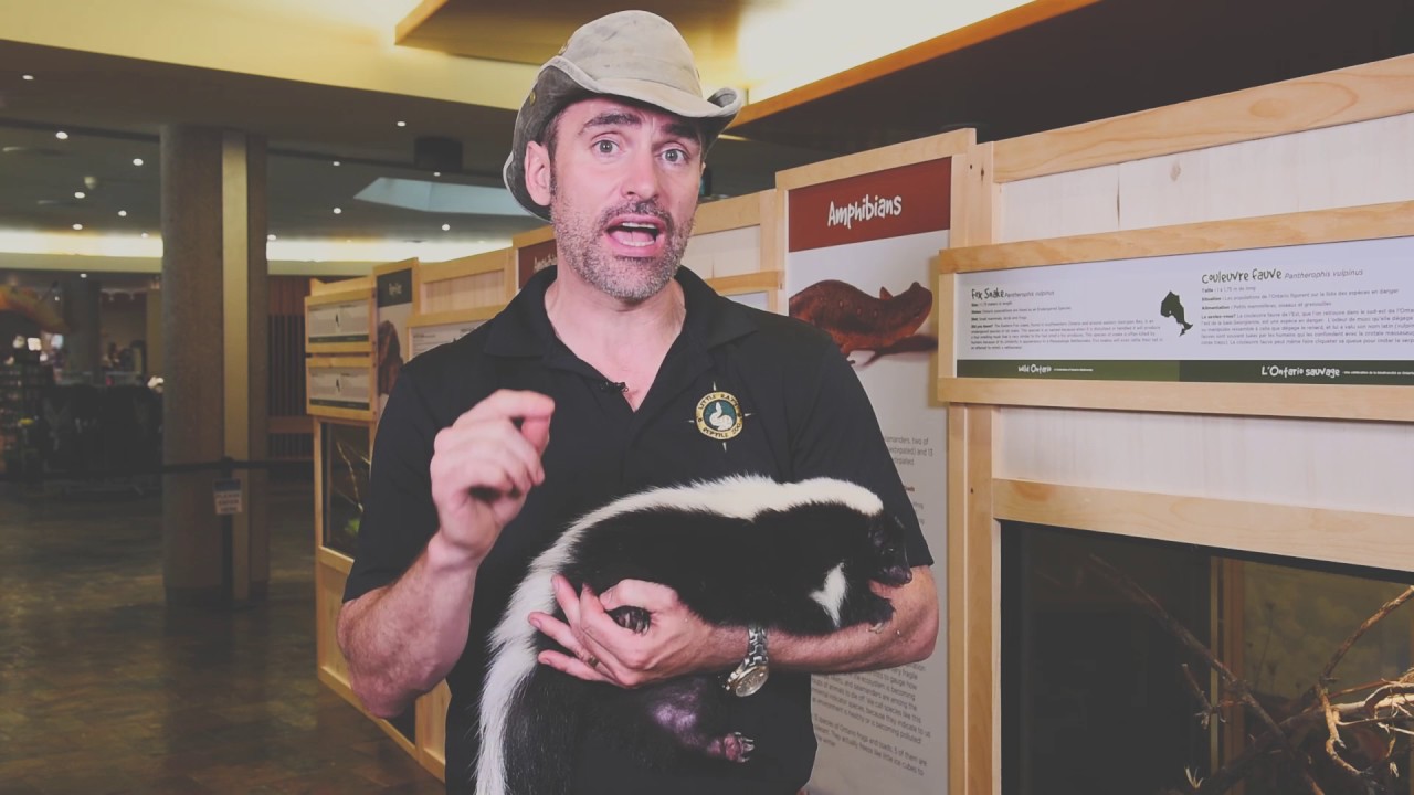 Wild Ontario: Skunks