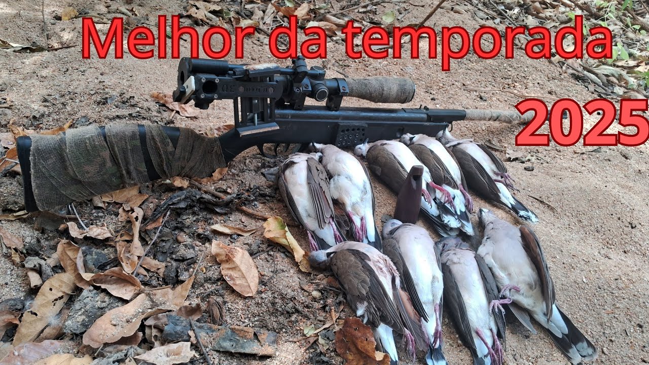 Melhor caçada de juriti do ano de 2025,parte final🎯🙏.