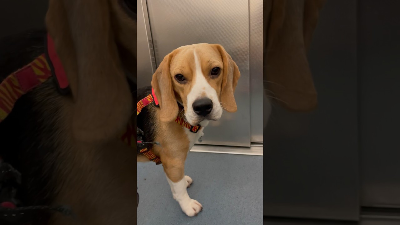 Меня сегодня никто не обнял😢😢😢 #dog #beagle #love #liketime #like #fun #shortsvideo #бигль #like