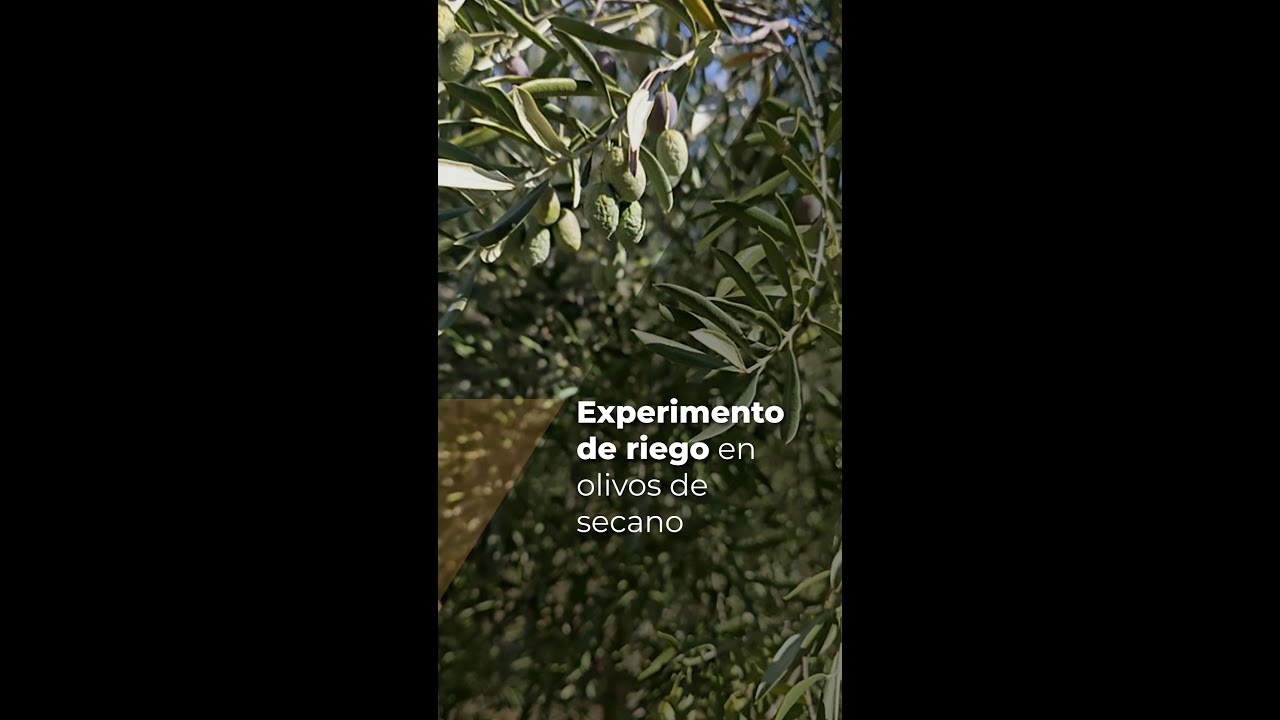 EXPERIMENTO DE RIEGO EN OLIVOS DE SECANO