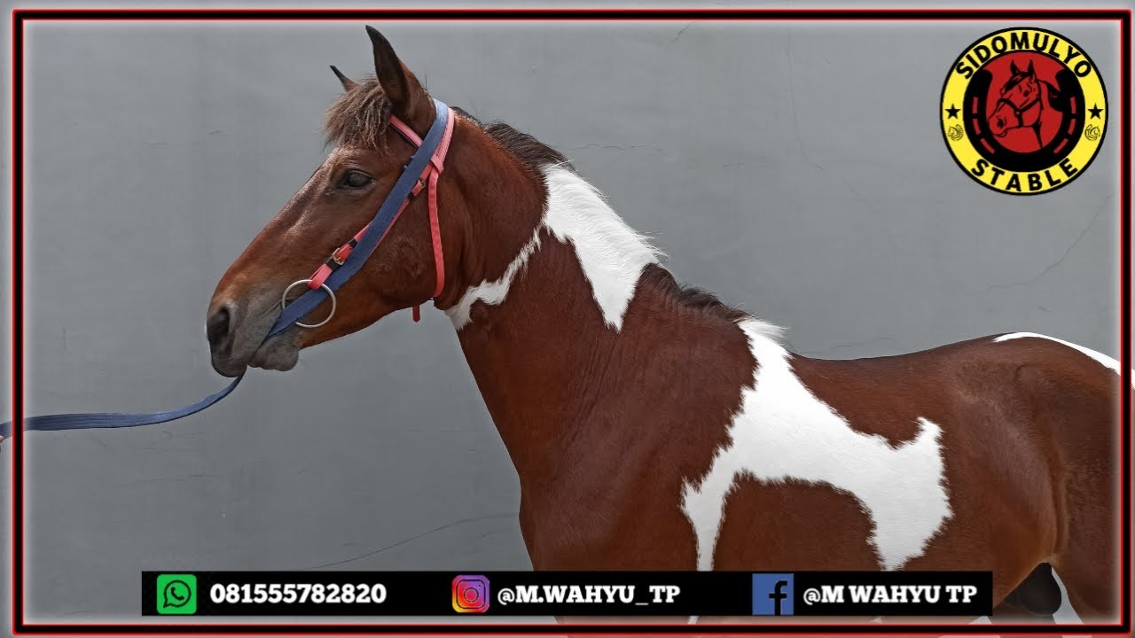 PERAWATAN PERTAMA!! Kuda Belang Sandel Super Koleksi Baru Sidomulyo Stable
