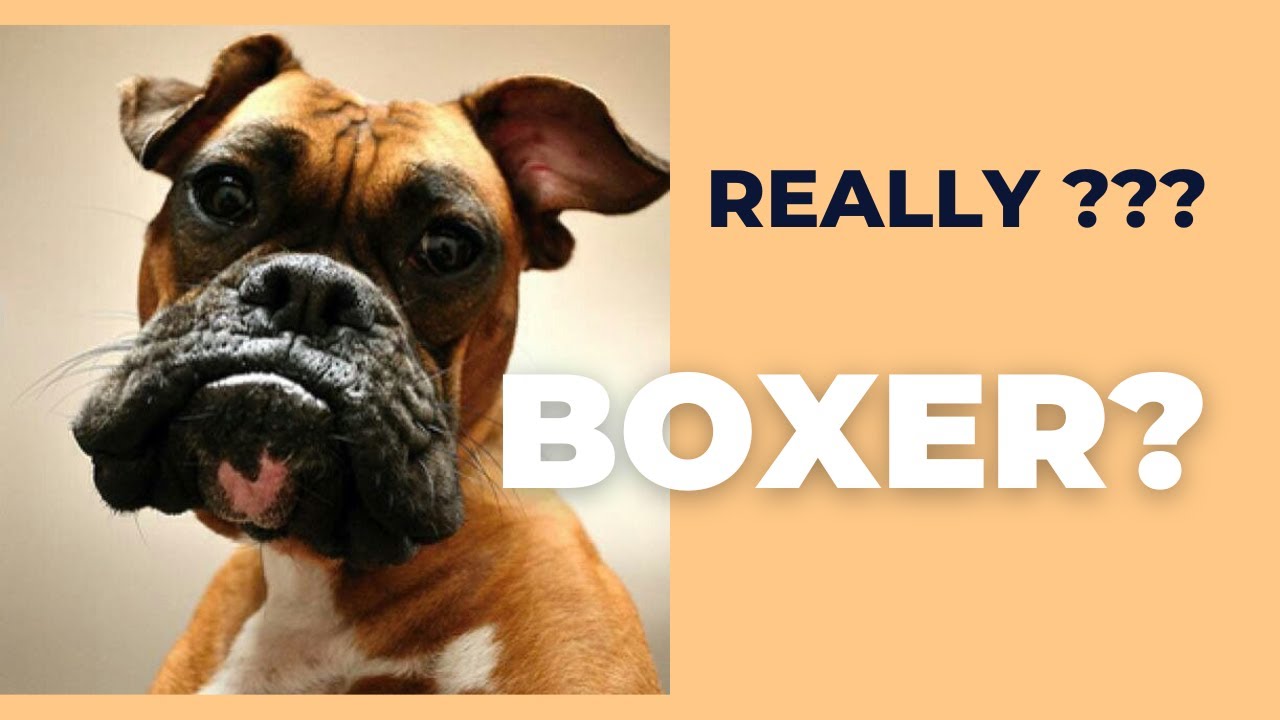 Cute and Funny Boxer dogs ( # 001)