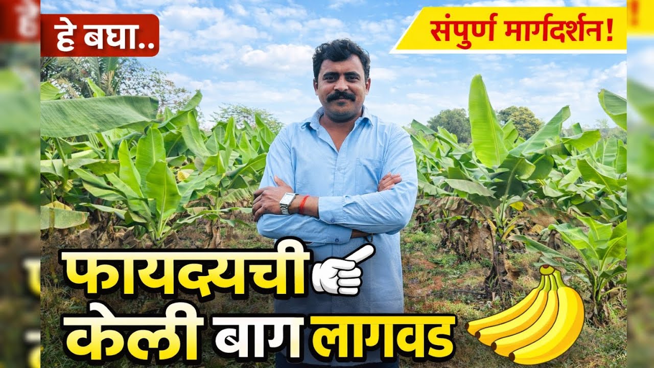 फायद्याची केळी बाग लागवड | Step by Step मार्गदर्शन | Keli Chi Lagvad