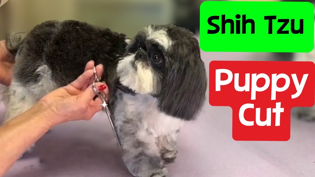 Tips for washing a Shih Tzu’s face and helping them to stay calm during the bathing process.