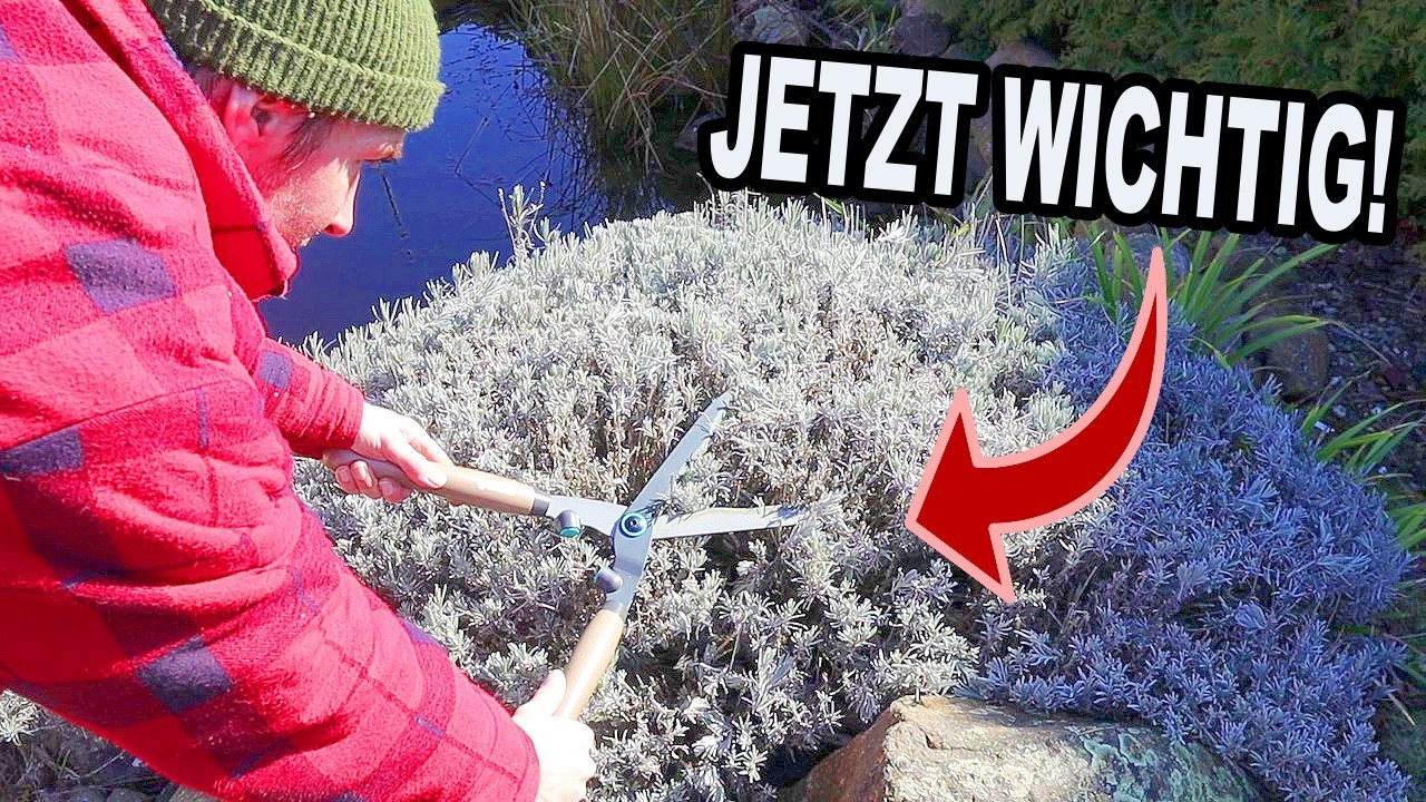 Warum die 1/3 Methode jetzt beim Lavendel wichtig ist!