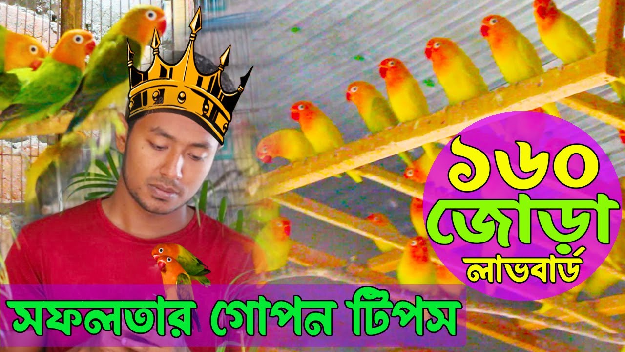 লাভ বার্ডস পালনে গোপন টিপস || অভিজ্ঞ বার্ডস কিং হিমু ভাইয়ের পাখির দাম