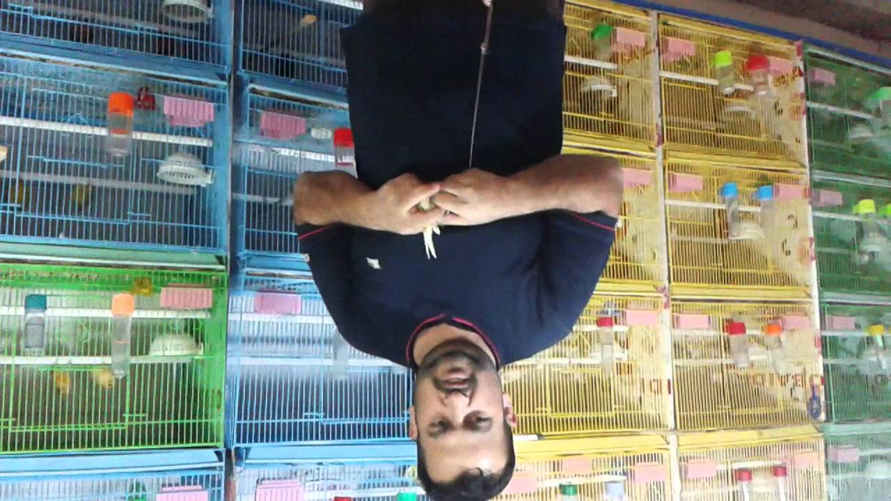 البندول لفحص جنس الطيور