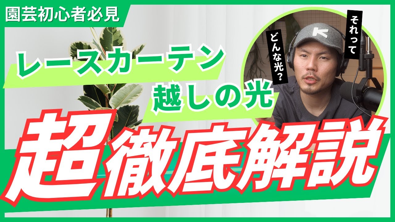園芸初心者を悩ます言葉「レースカーテン越しの光」を再現して解説！お家の中で植物が育つ光の見つけ方！【観葉植物】