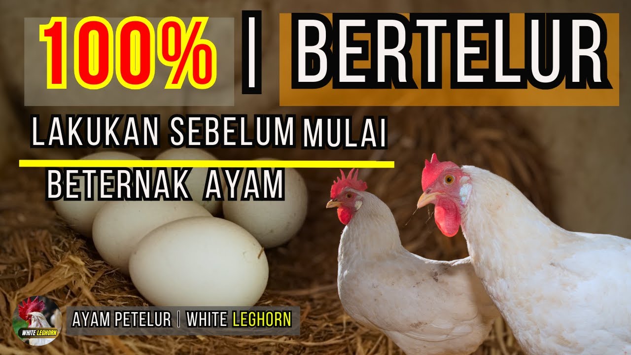 RAHASIA BERTELUR 100 % ‼️ PER HARI 💯🥚💰 #ayampetelur #ternakayam #telur