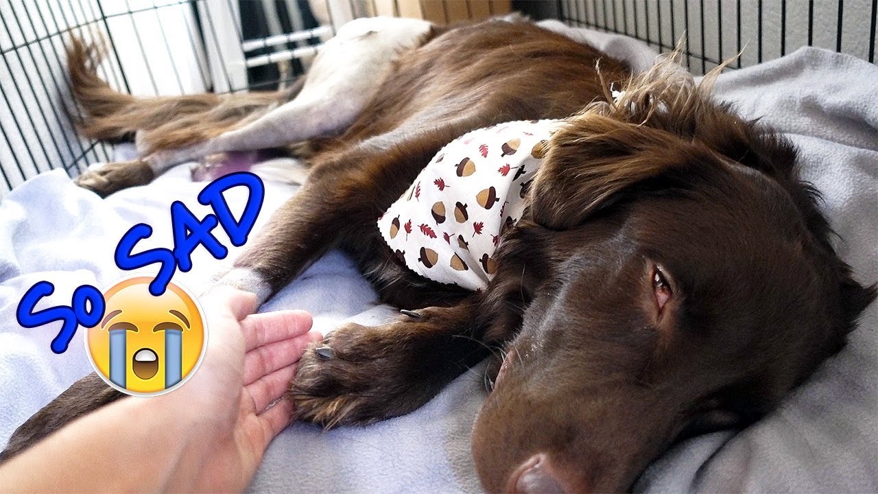 Struggling Walking After Surgery | Theo's 1st Day Home After Hip Replacement 😰