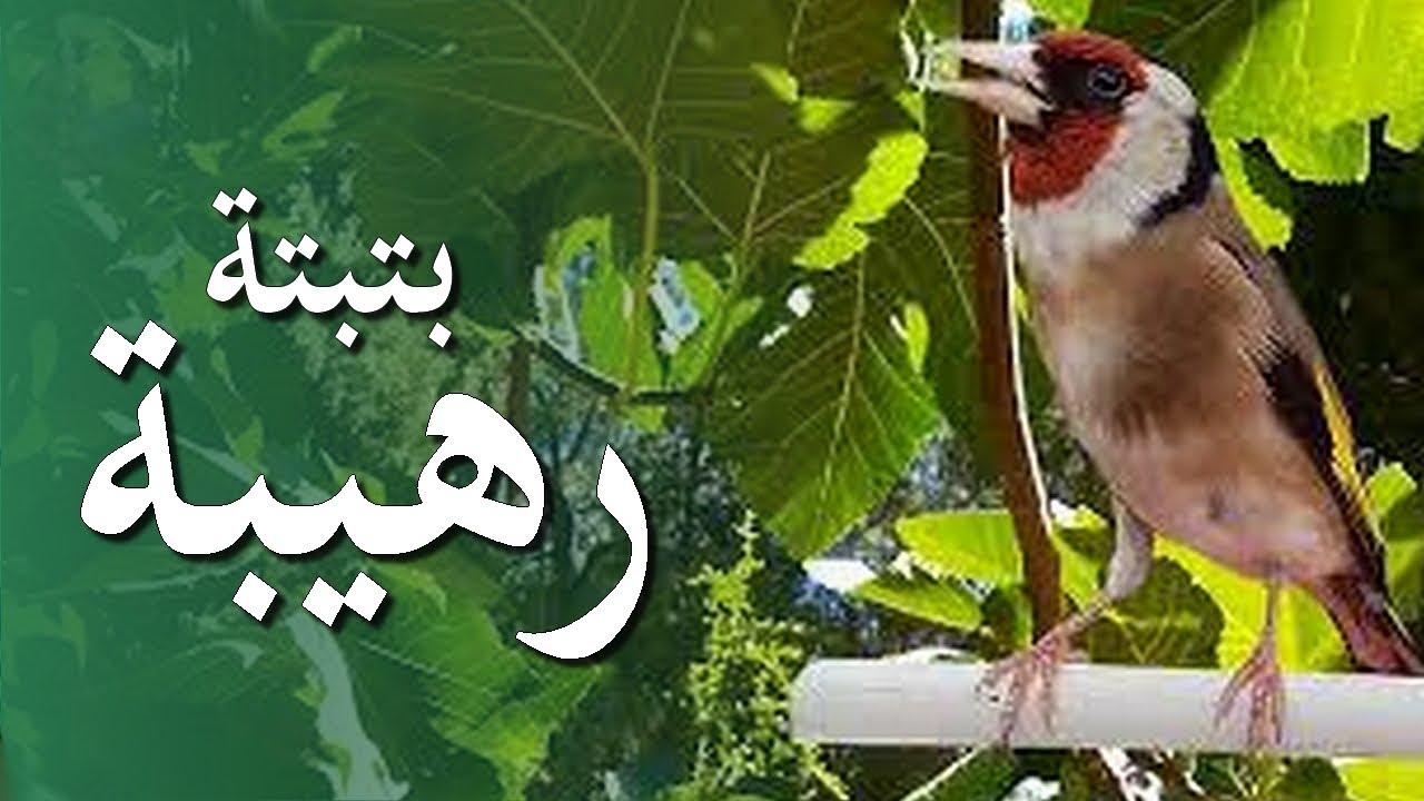 إكتشف التغاريد المخفية لدى حسونك   تحفيز خرااافي والنتيجة تفوق التوقعات