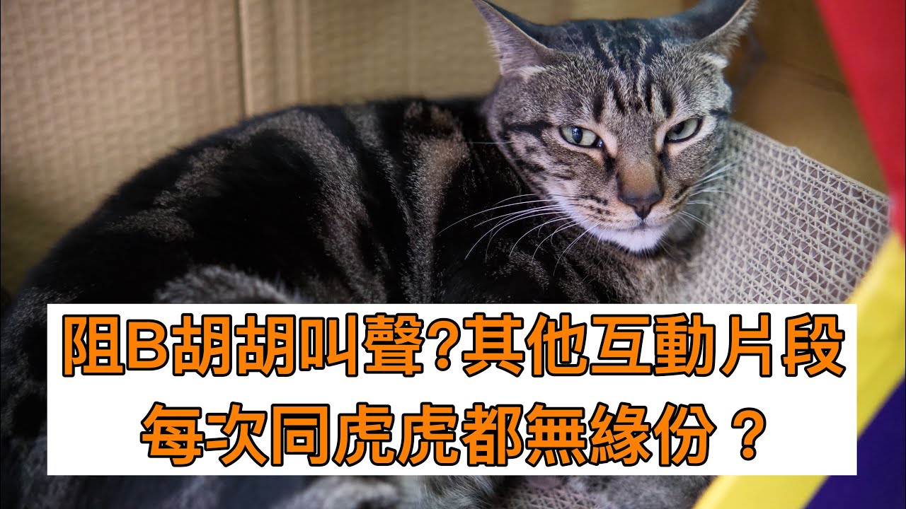 阻B胡胡叫聲?其他互動片段。每次同虎虎都無緣份？ 2026年3月17日