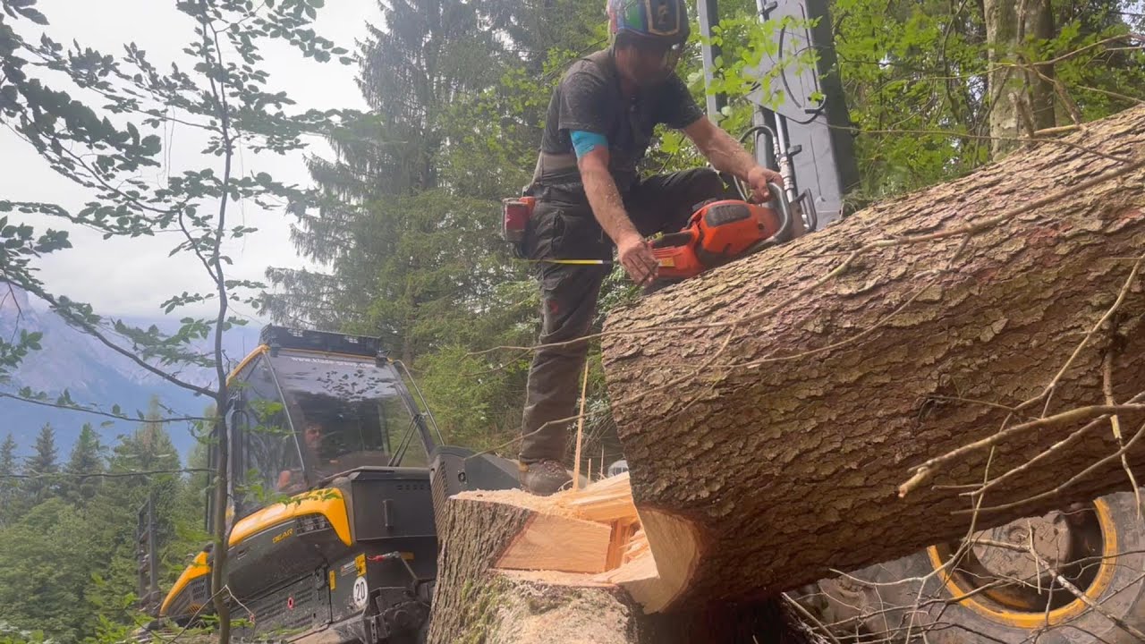 K&auml;ferholz - Jagd  [ POWERCUTTING ] Bear C55 + H8 & Husky 592 🌲