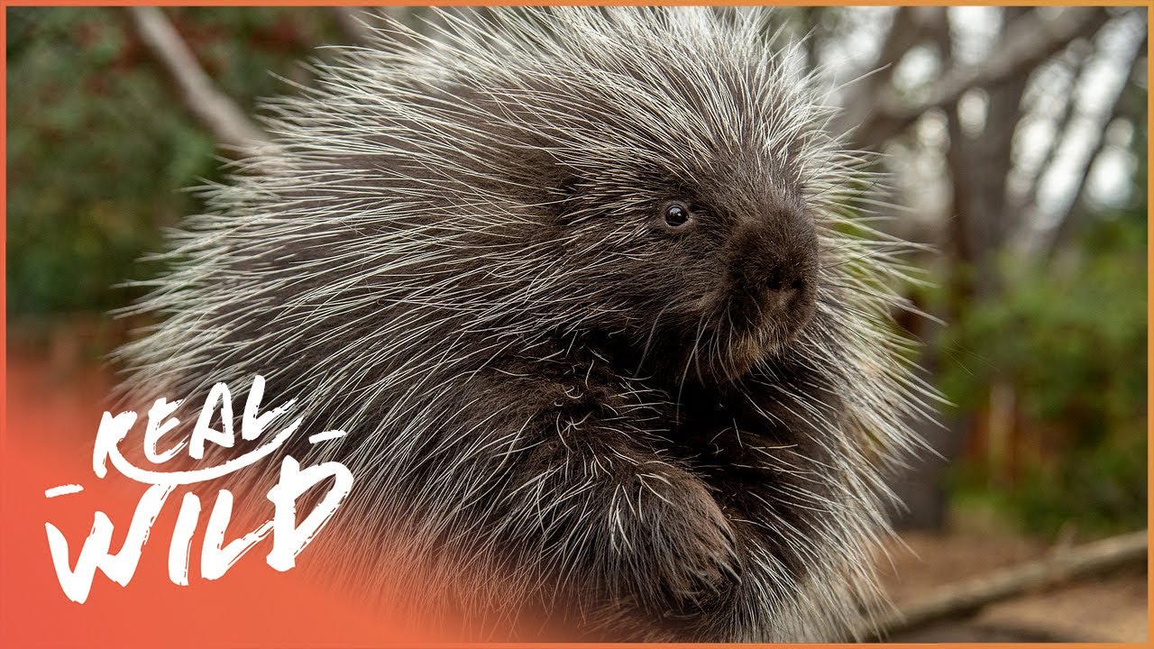 The Secret Life Of Porcupines (Wildlife Documentary) | Wild America | Real Wild