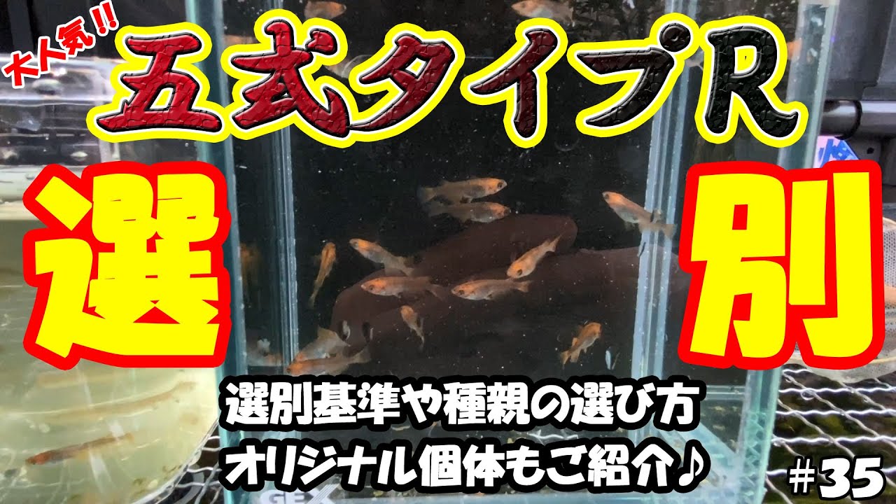 今年産まれの五式タイプRを選別するよ♪【めだか飼育】＃３５ ～美心めだか～