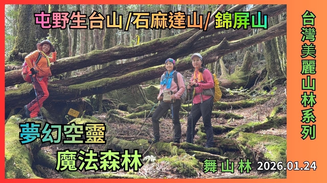 迷霧森林/屯野生台山-石麻達山-錦屏山 2026.01.24