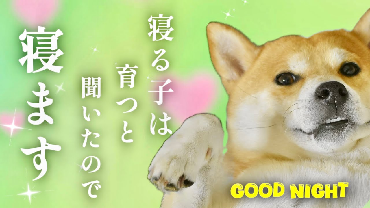 柴犬こむぎと寝落ちできるかな!?目の覚めるようなモーニングダッシュで三浦半島の畑を駆け回る！