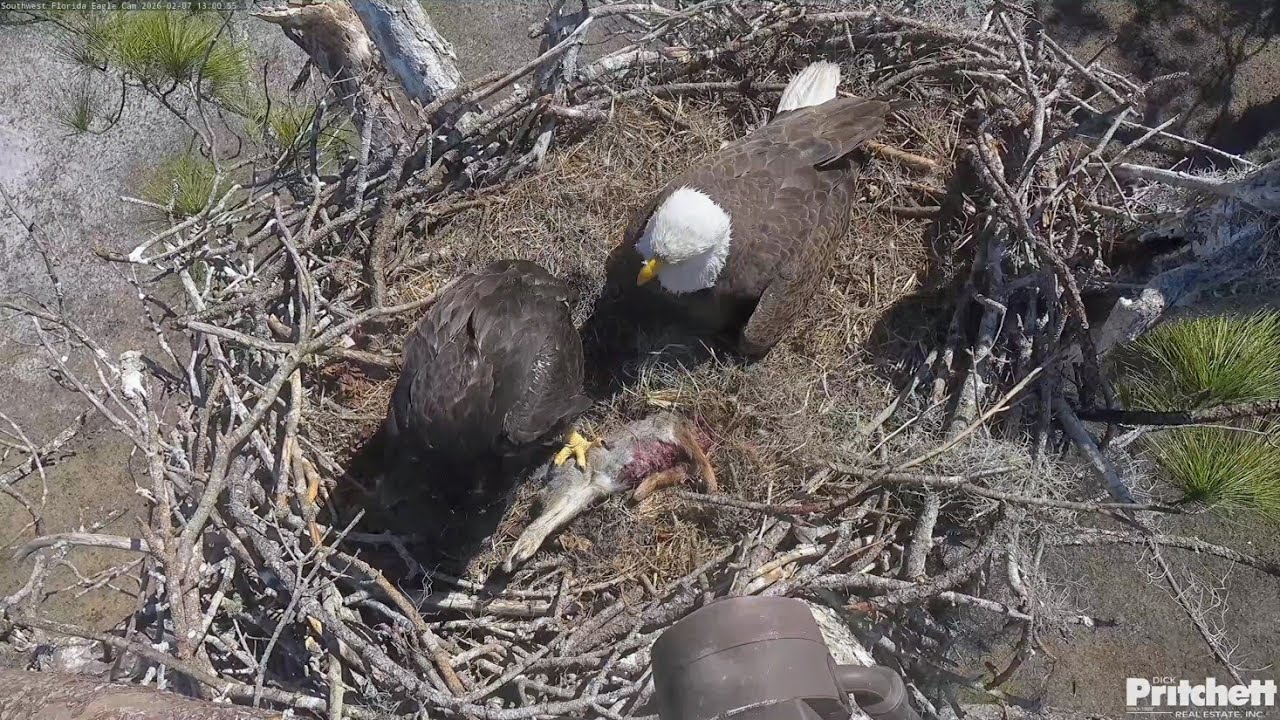 SWFL EAGLE CAM 2026.2.7 ⚠️F23 watches over E26's self-feeding.