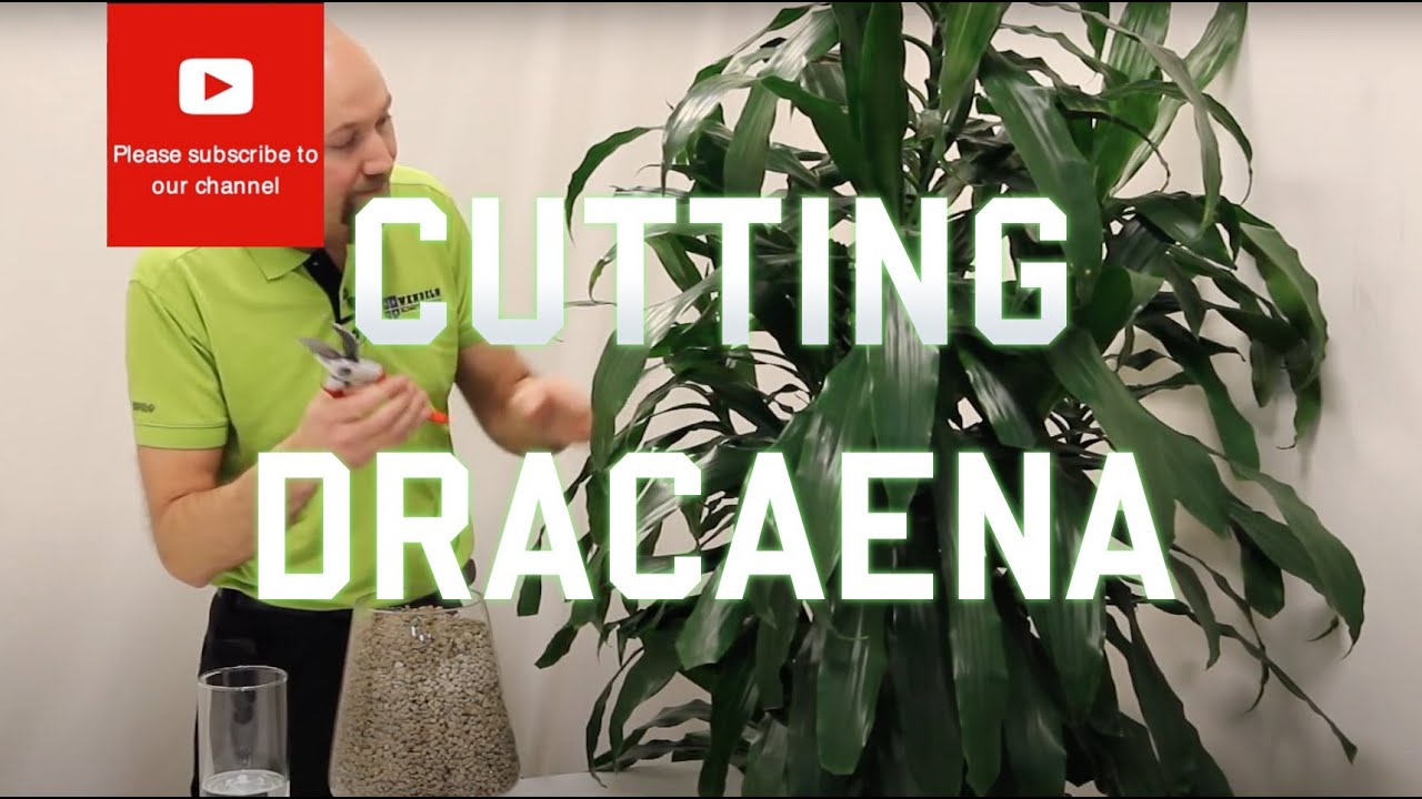 Cutting from a Dracaena