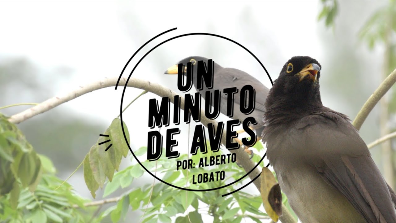 Un Minuto de Aves #137 Chara Papán
