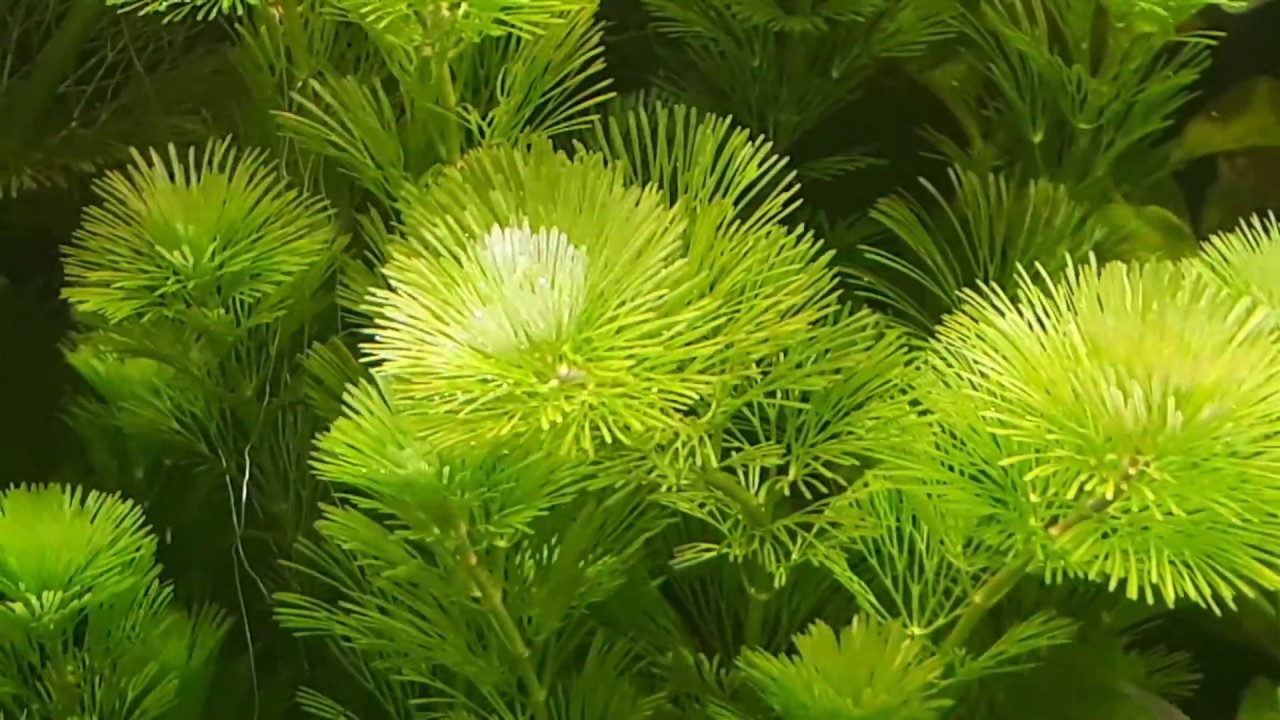 Planted tanks