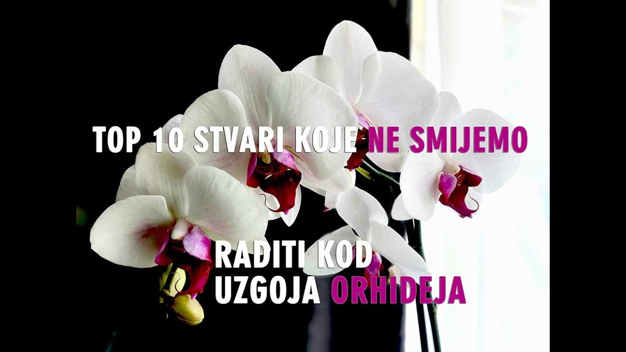 Orhideje -Top 10 stvari koje NE smijete raditi - Za početnike