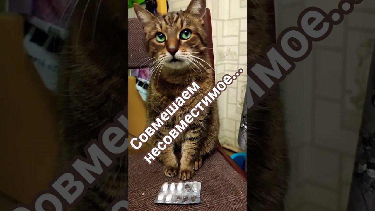 Бережем здоровье #cat #кот #юмор #жарти