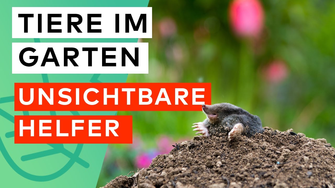 Tiere im Garten: Bodenbewohner & unsichtbare Helfer