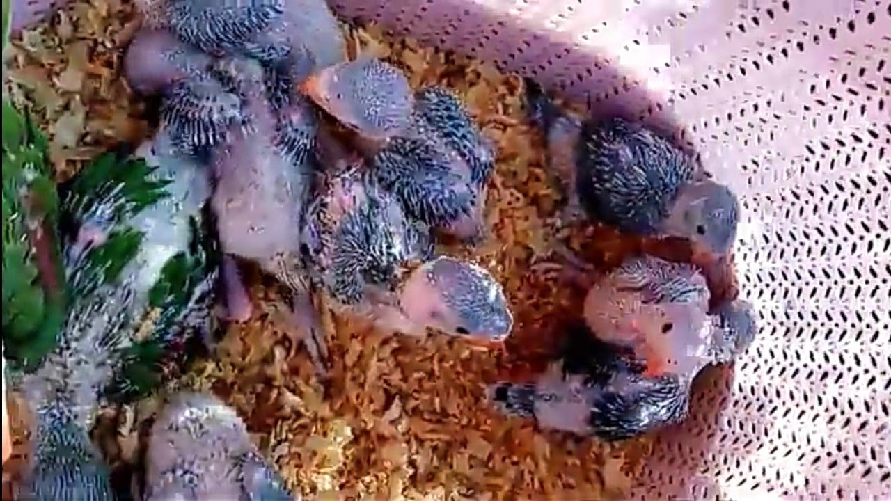 Lalokhaith Sunday birds market Liaqatabad birds market karachi,