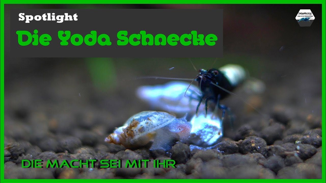 Yoda Schnecken Spotlight / Artbeschreibung