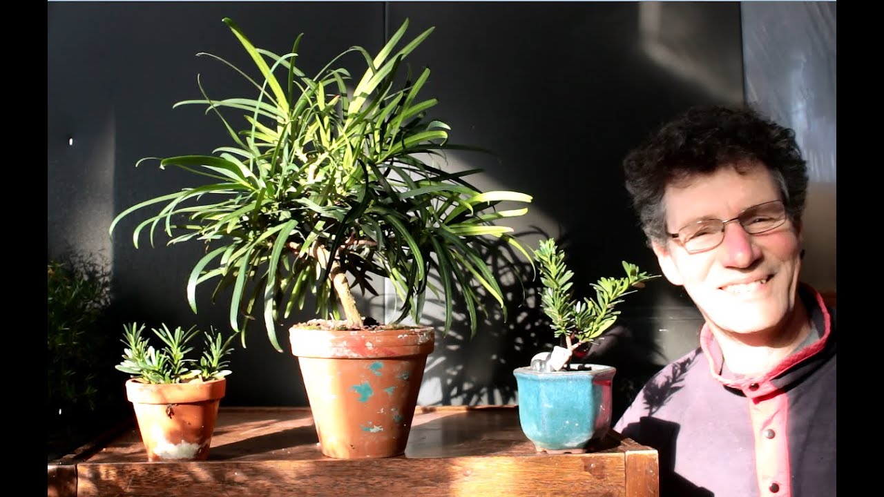 Podocarpus Bonsai, Jan 2016