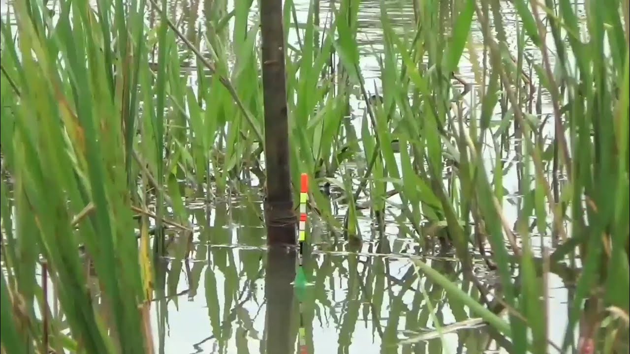 Tehnik Mancing Lobang/Narang (positif Dapatny ikan  udah Tua/babon disawah ini)